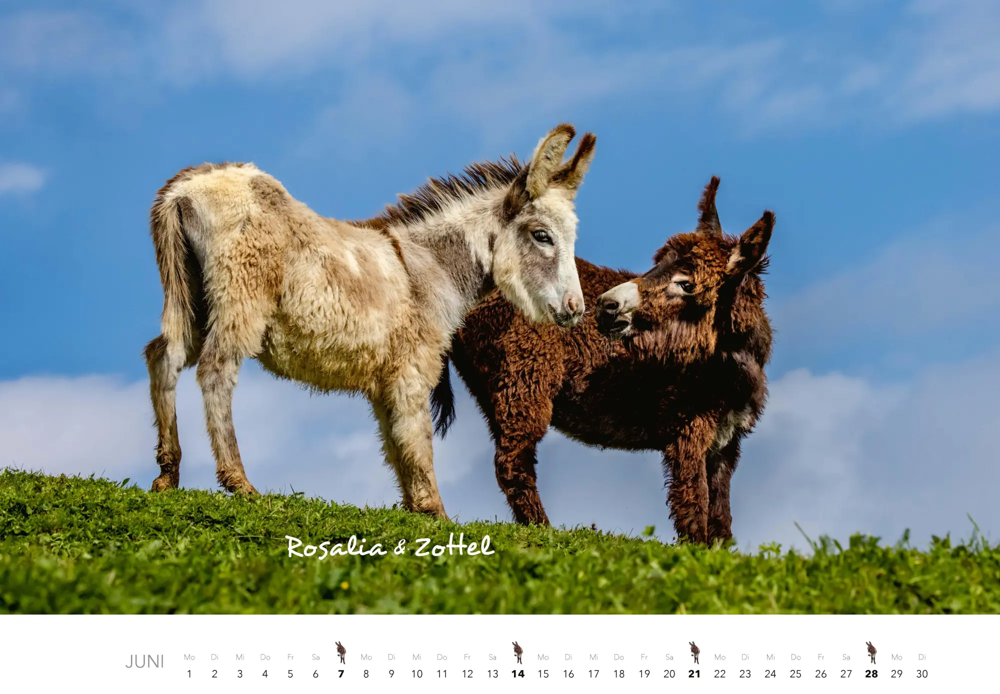Bild: 9783966649490 | Esel Kalender 2026 | J. -L. Klein (u. a.) | Kalender | 14 S. | Deutsch