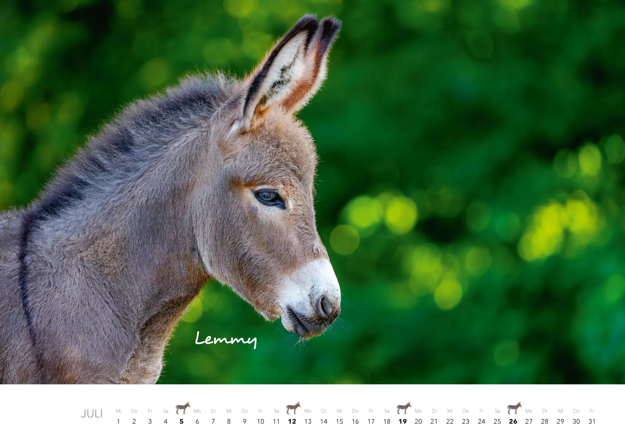 Bild: 9783966649490 | Esel Kalender 2026 | J. -L. Klein (u. a.) | Kalender | 14 S. | Deutsch