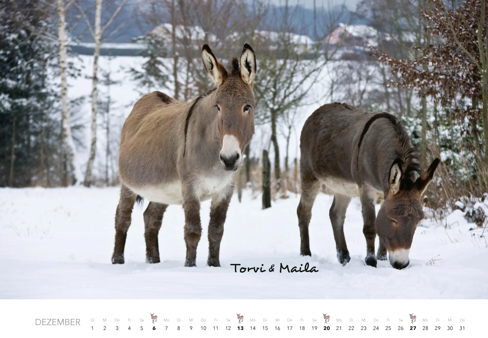Bild: 9783966649490 | Esel Kalender 2026 | J. -L. Klein (u. a.) | Kalender | 14 S. | Deutsch