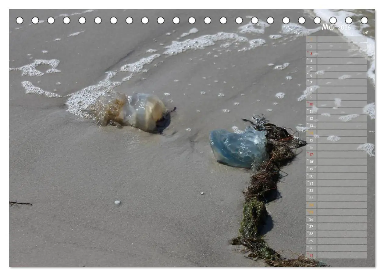 Bild: 9783516179590 | Strandspaziergang / Geburtstagskalender (Tischkalender 2026 DIN A5...