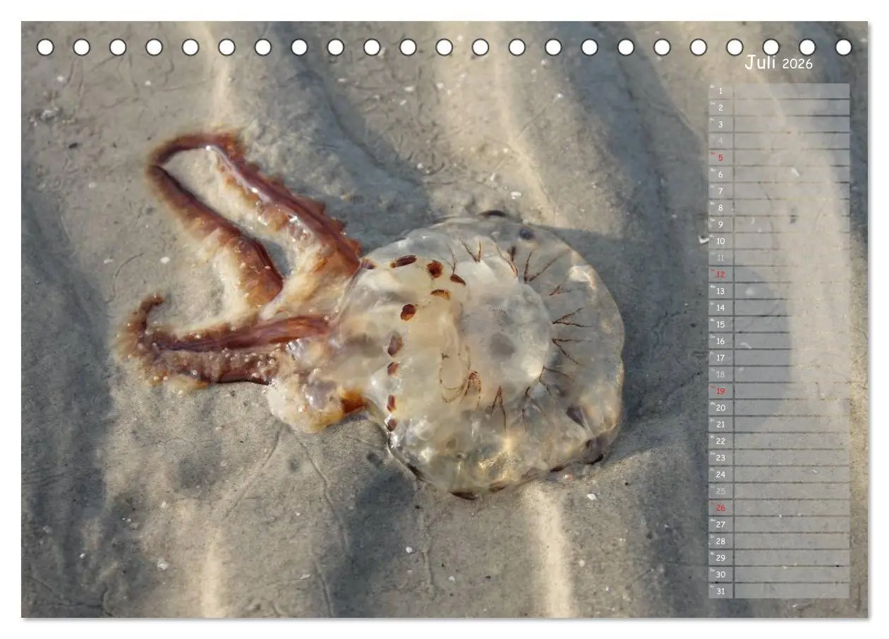 Bild: 9783516179590 | Strandspaziergang / Geburtstagskalender (Tischkalender 2026 DIN A5...