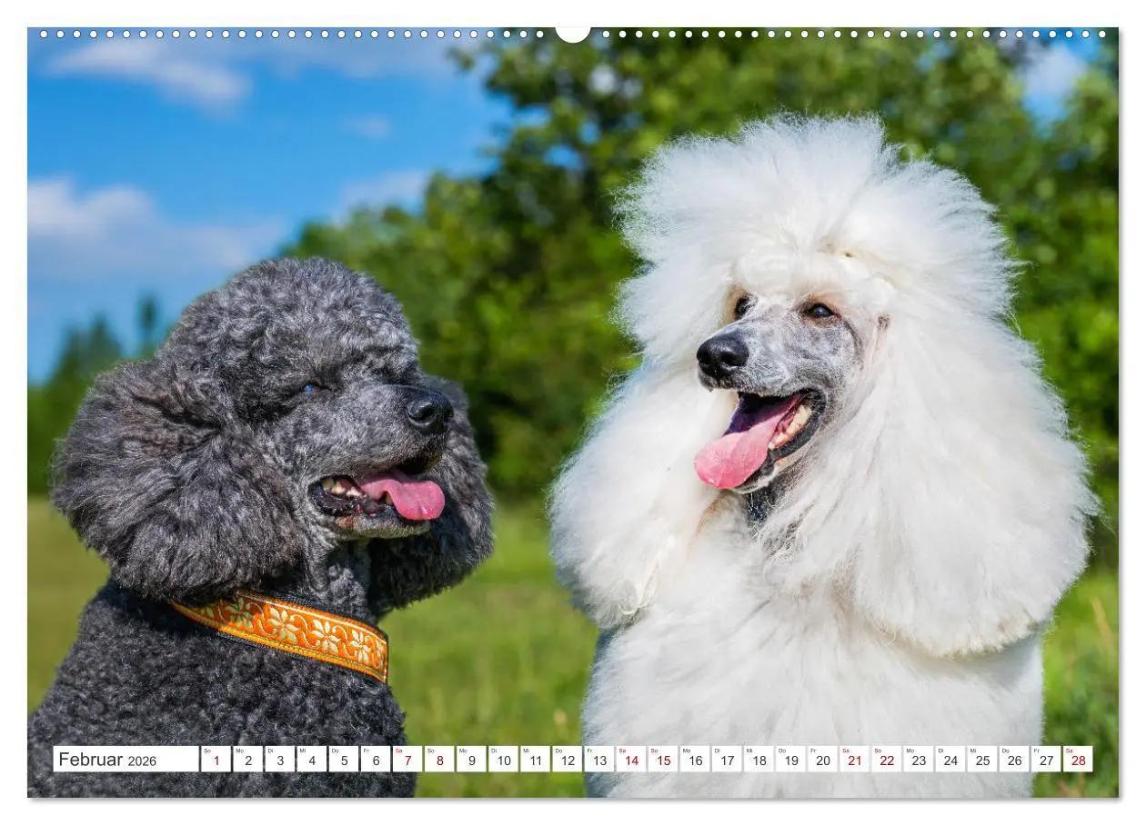 Bild: 9783457389690 | Pudel - Glück auf vier Pfoten (Wandkalender 2026 DIN A2 quer),...