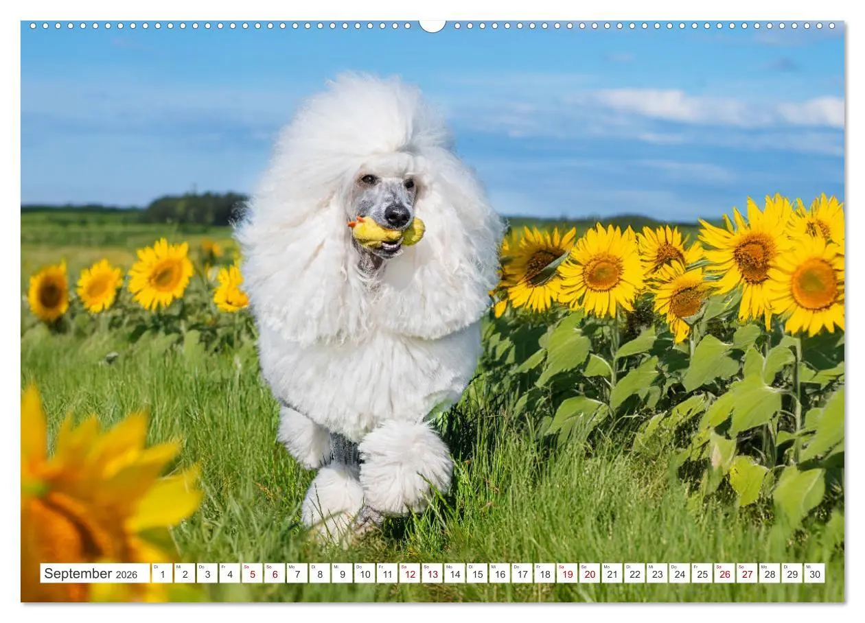 Bild: 9783457389690 | Pudel - Glück auf vier Pfoten (Wandkalender 2026 DIN A2 quer),...