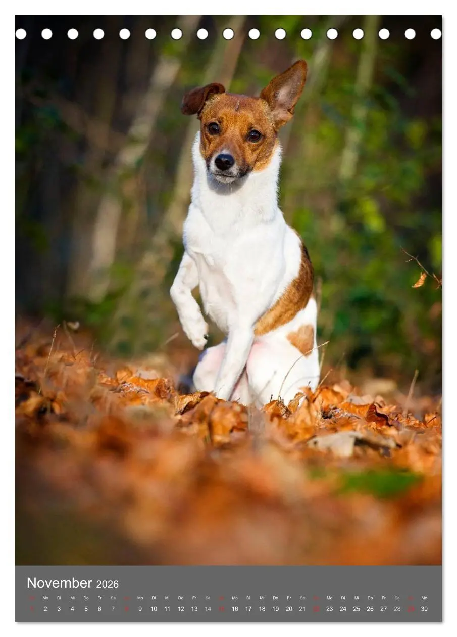 Bild: 9783516469790 | Mischlingshunde (Tischkalender 2026 DIN A5 hoch), CALVENDO...