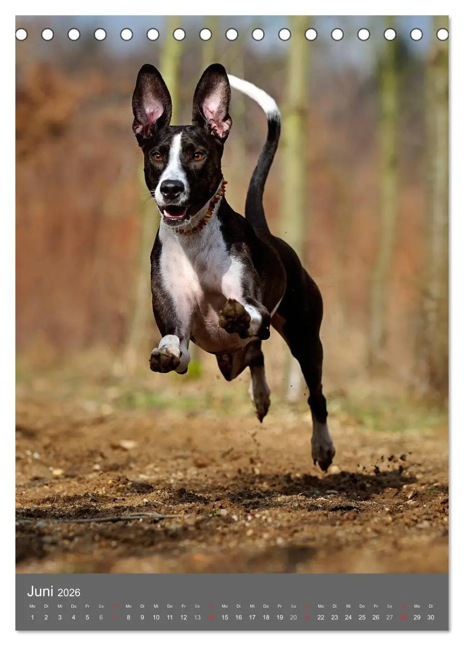 Bild: 9783516469790 | Mischlingshunde (Tischkalender 2026 DIN A5 hoch), CALVENDO...