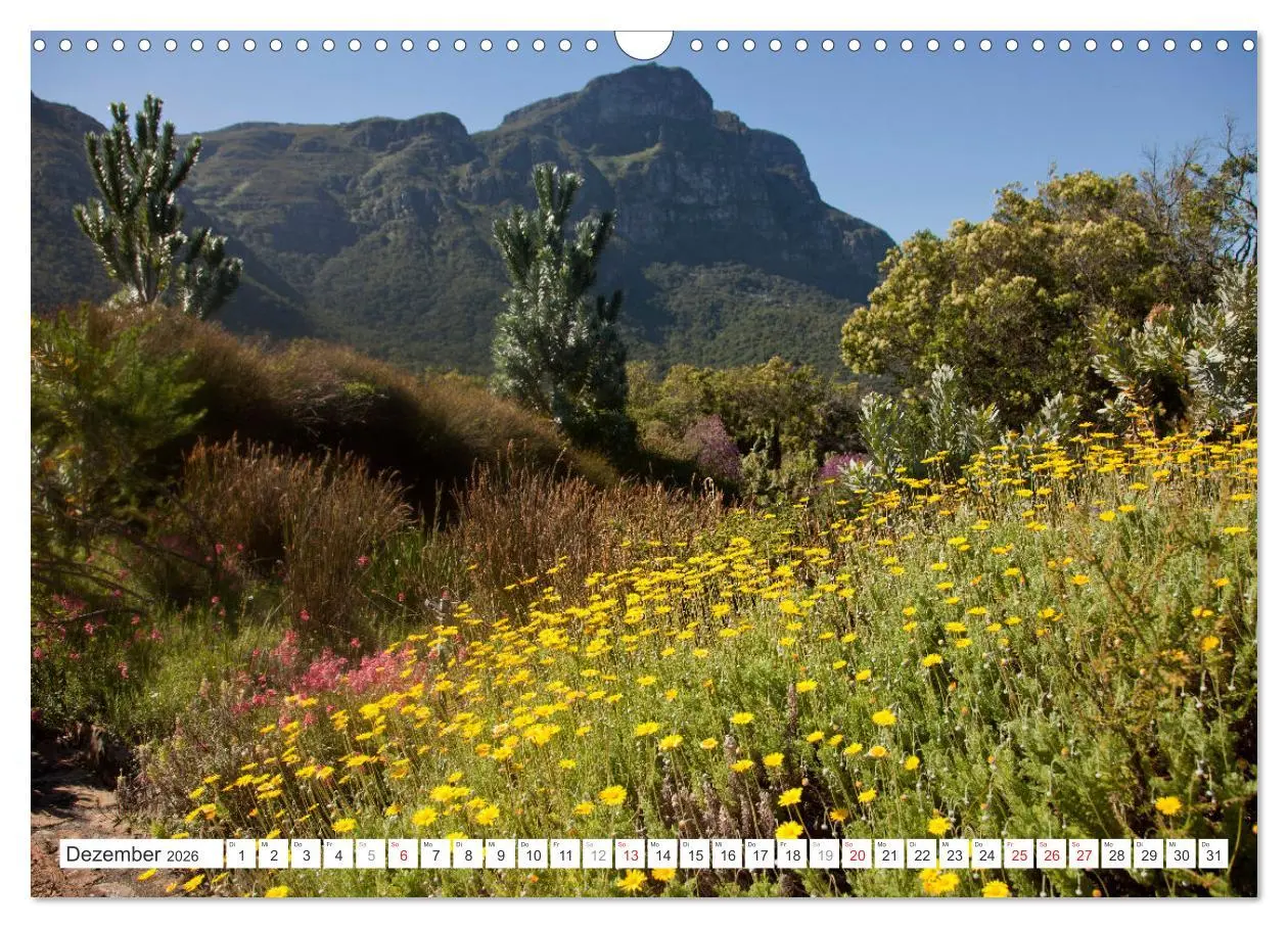 Bild: 9783457439890 | Südafrika - Kapstadt (Wandkalender 2026 DIN A3 quer), CALVENDO...