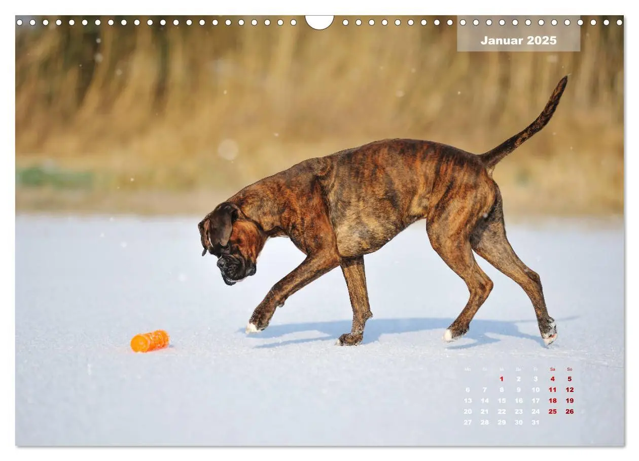 Bild: 9783435339990 | Typisch Boxer (Wandkalender 2025 DIN A3 quer), CALVENDO Monatskalender