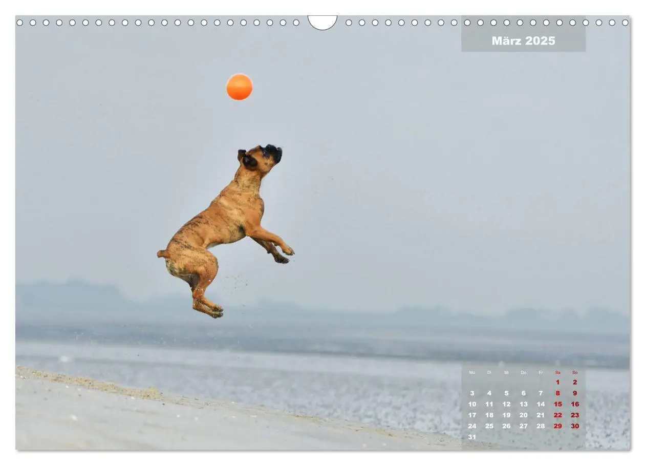 Bild: 9783435339990 | Typisch Boxer (Wandkalender 2025 DIN A3 quer), CALVENDO Monatskalender