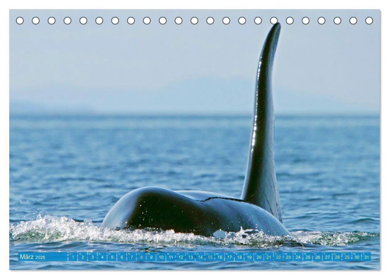 Bild: 9783457289990 | Orcas: Schwarz-weiße Giganten (Tischkalender 2026 DIN A5 quer),...
