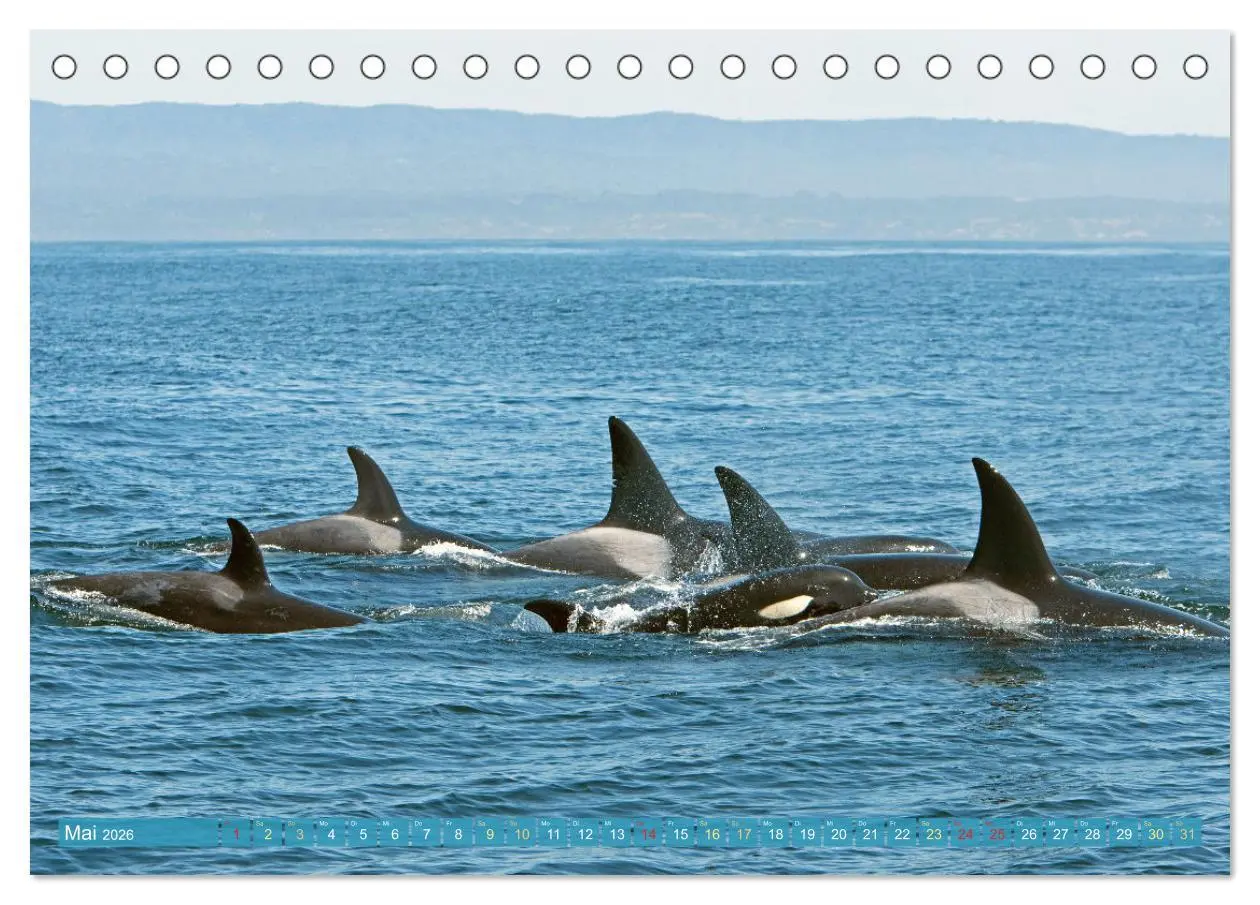 Bild: 9783457289990 | Orcas: Schwarz-weiße Giganten (Tischkalender 2026 DIN A5 quer),...