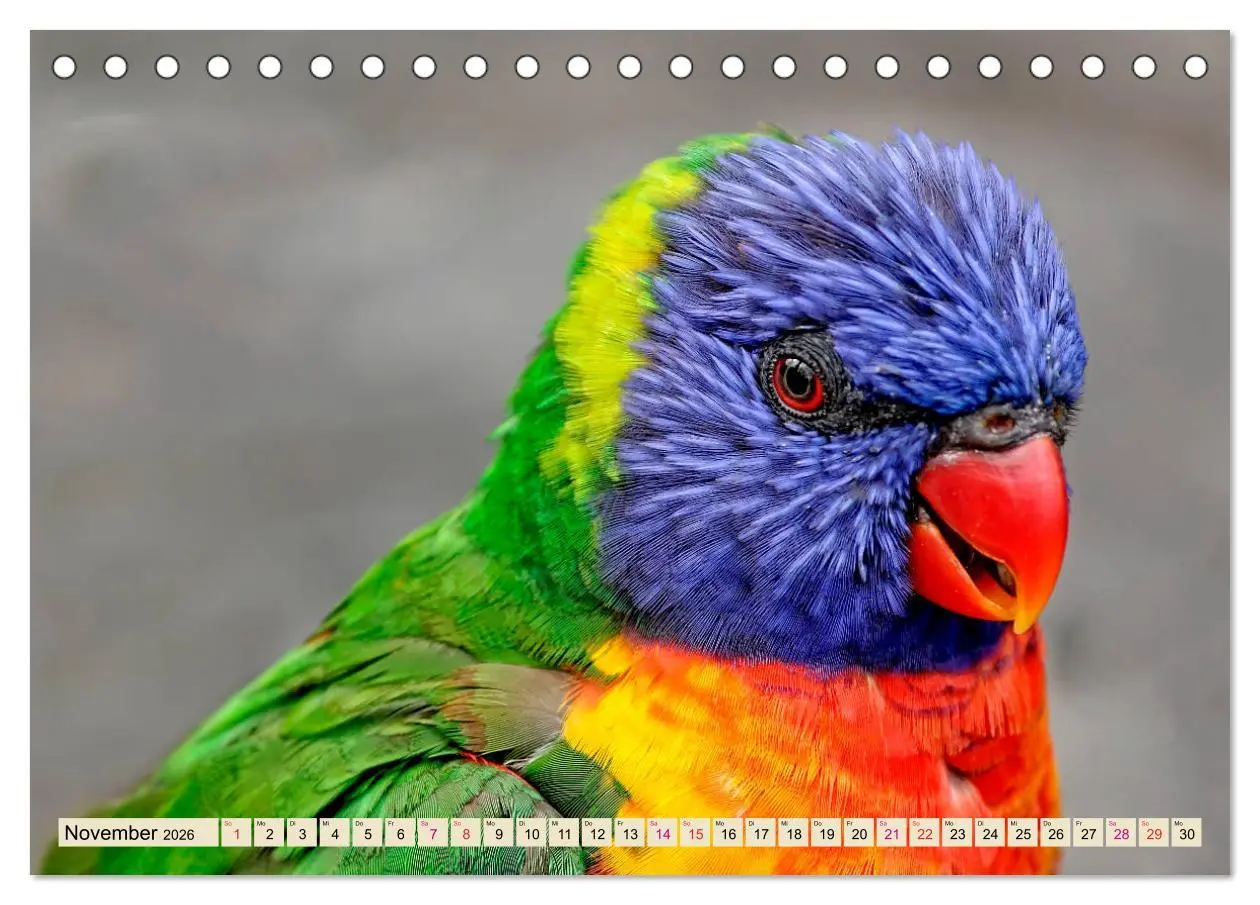 Bild: 9783457920091 | Wunderschöne Papageien - Lori (Tischkalender 2026 DIN A5 quer),...