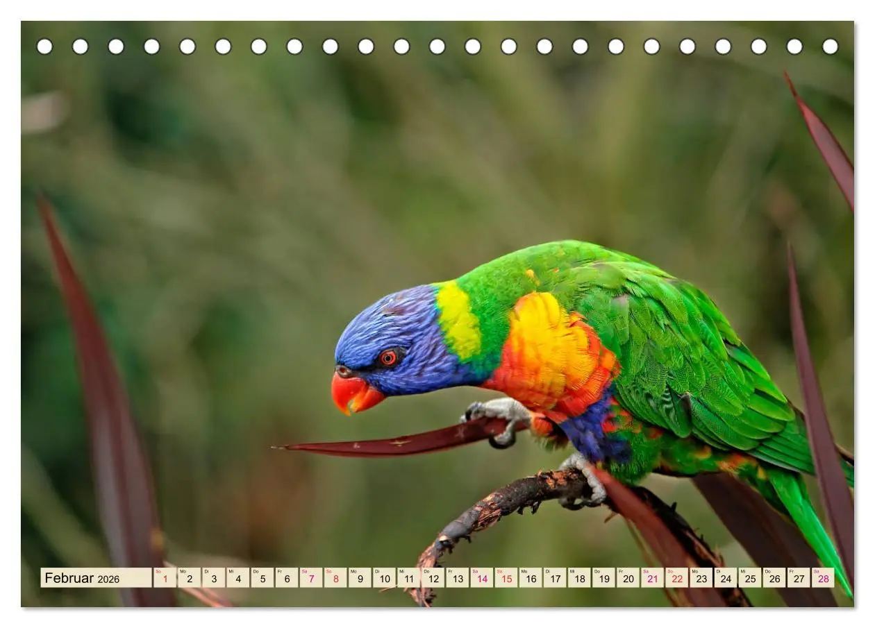 Bild: 9783457920091 | Wunderschöne Papageien - Lori (Tischkalender 2026 DIN A5 quer),...