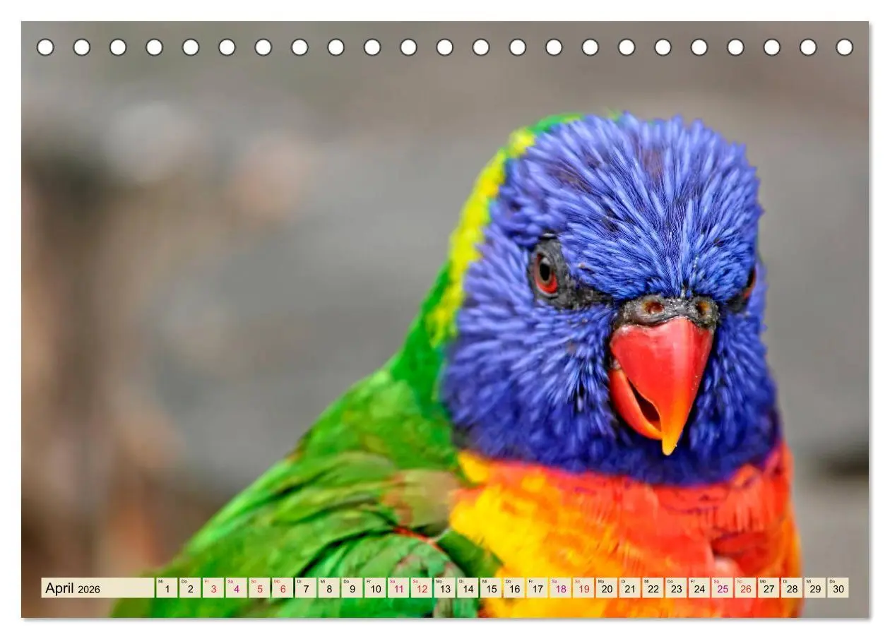 Bild: 9783457920091 | Wunderschöne Papageien - Lori (Tischkalender 2026 DIN A5 quer),...