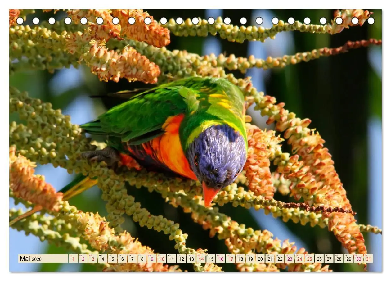 Bild: 9783457920091 | Wunderschöne Papageien - Lori (Tischkalender 2026 DIN A5 quer),...