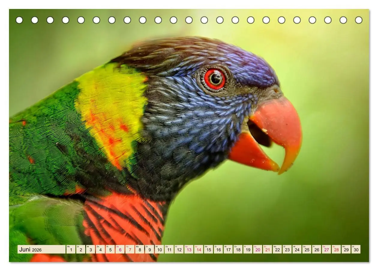 Bild: 9783457920091 | Wunderschöne Papageien - Lori (Tischkalender 2026 DIN A5 quer),...