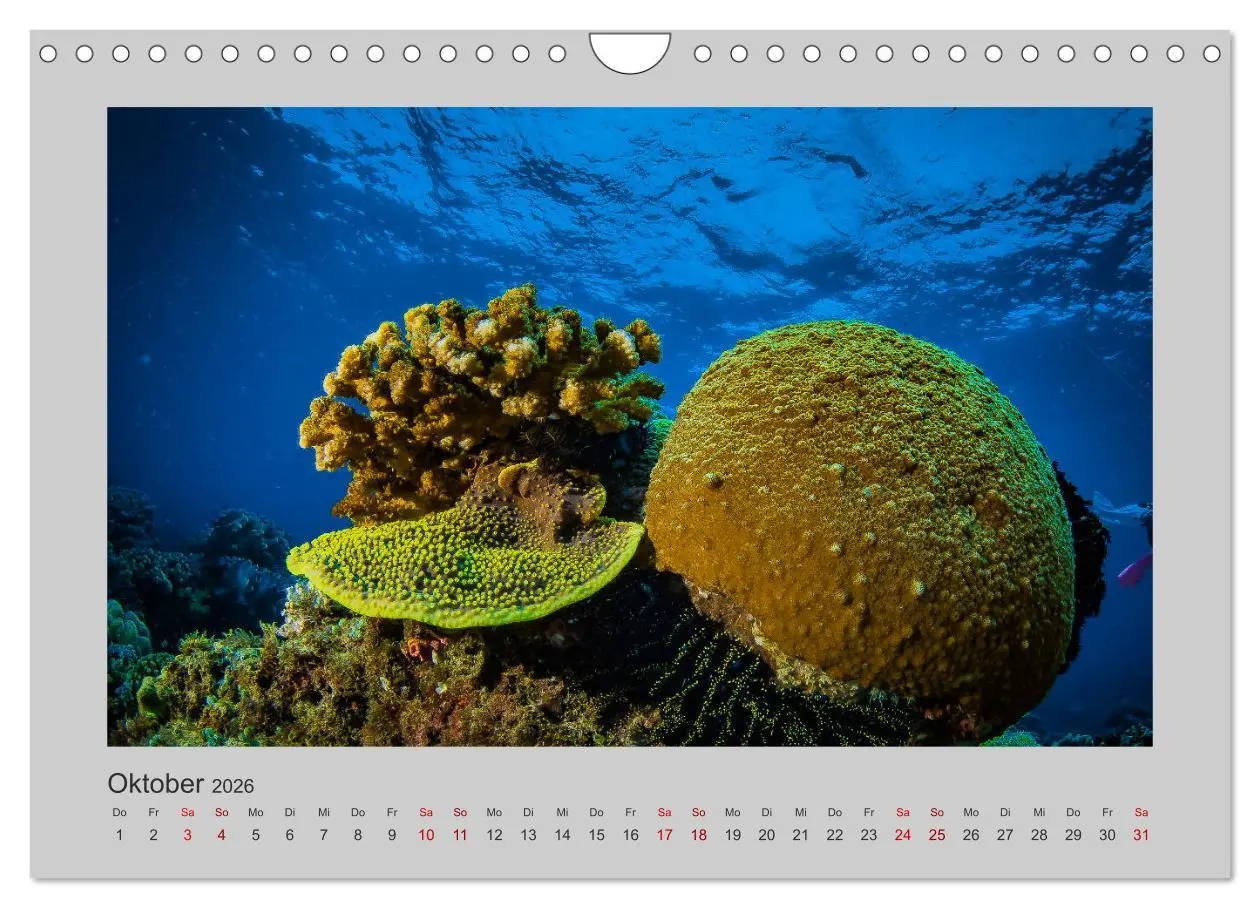 Bild: 9783457840191 | Korallen-Riffe Taucherträume (Wandkalender 2026 DIN A4 quer),...
