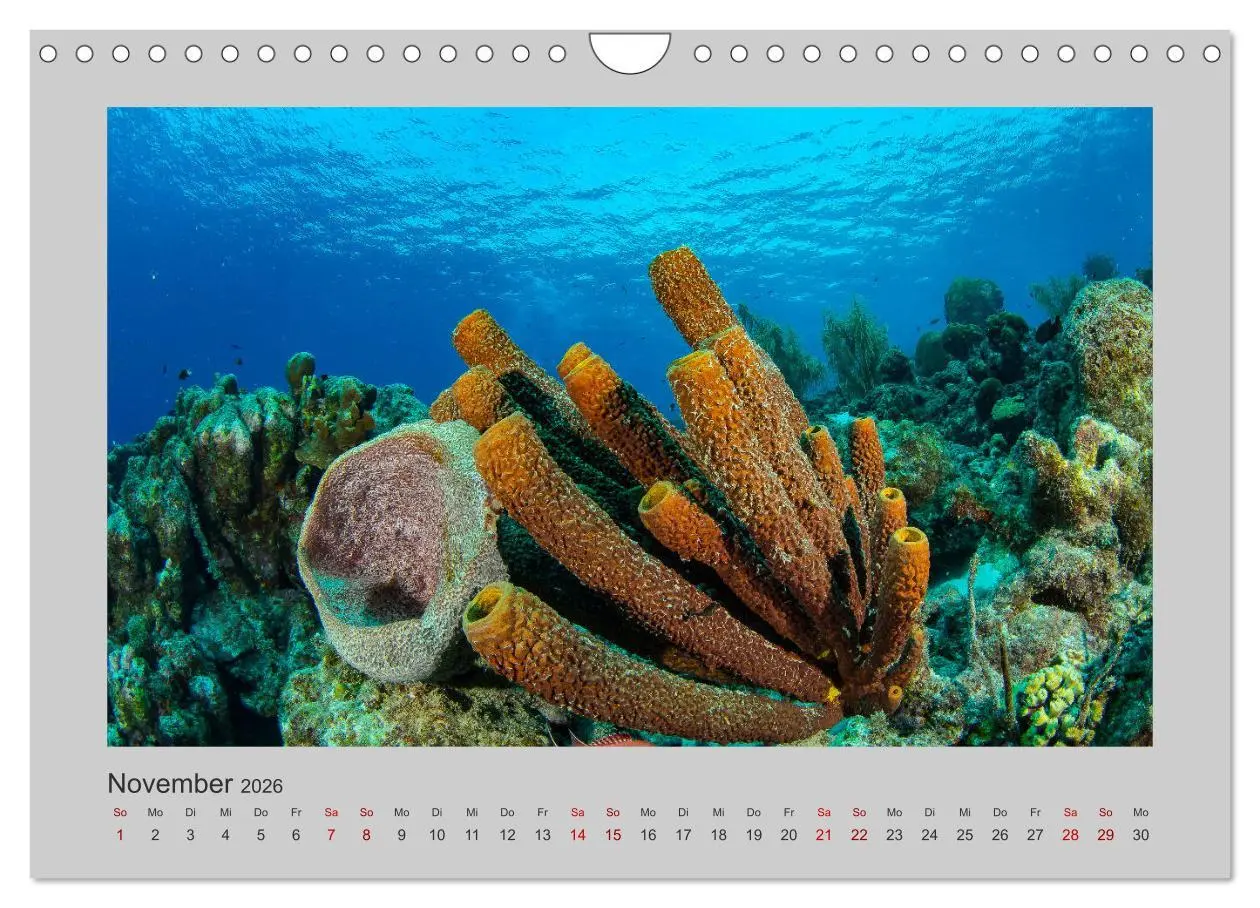Bild: 9783457840191 | Korallen-Riffe Taucherträume (Wandkalender 2026 DIN A4 quer),...