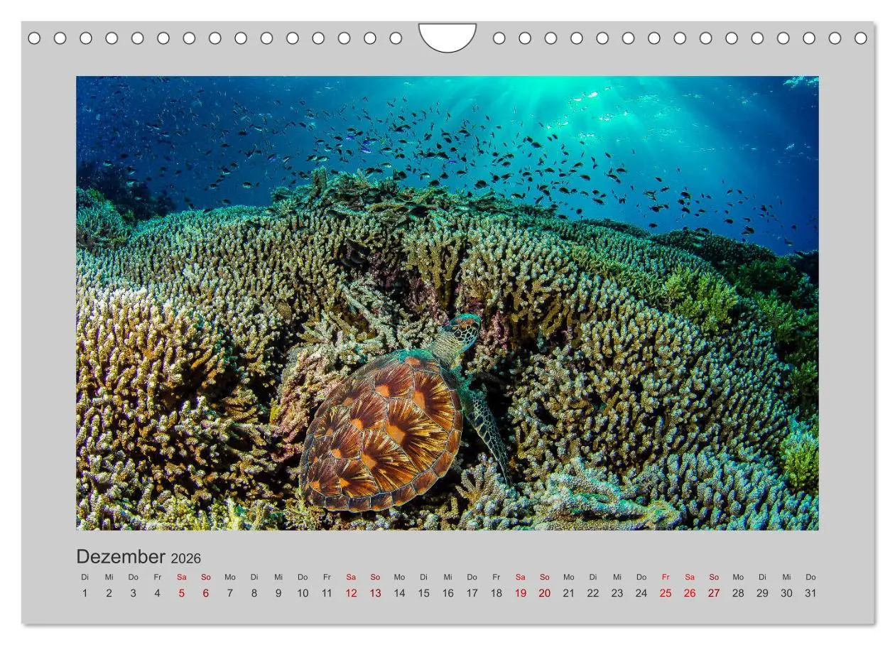 Bild: 9783457840191 | Korallen-Riffe Taucherträume (Wandkalender 2026 DIN A4 quer),...