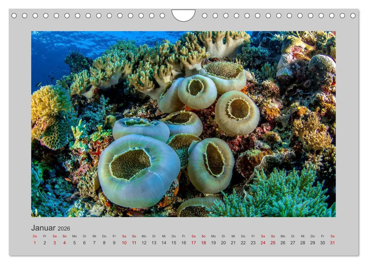Bild: 9783457840191 | Korallen-Riffe Taucherträume (Wandkalender 2026 DIN A4 quer),...