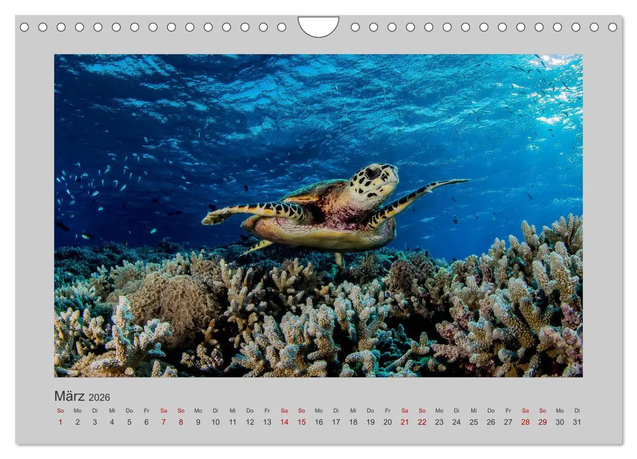 Bild: 9783457840191 | Korallen-Riffe Taucherträume (Wandkalender 2026 DIN A4 quer),...