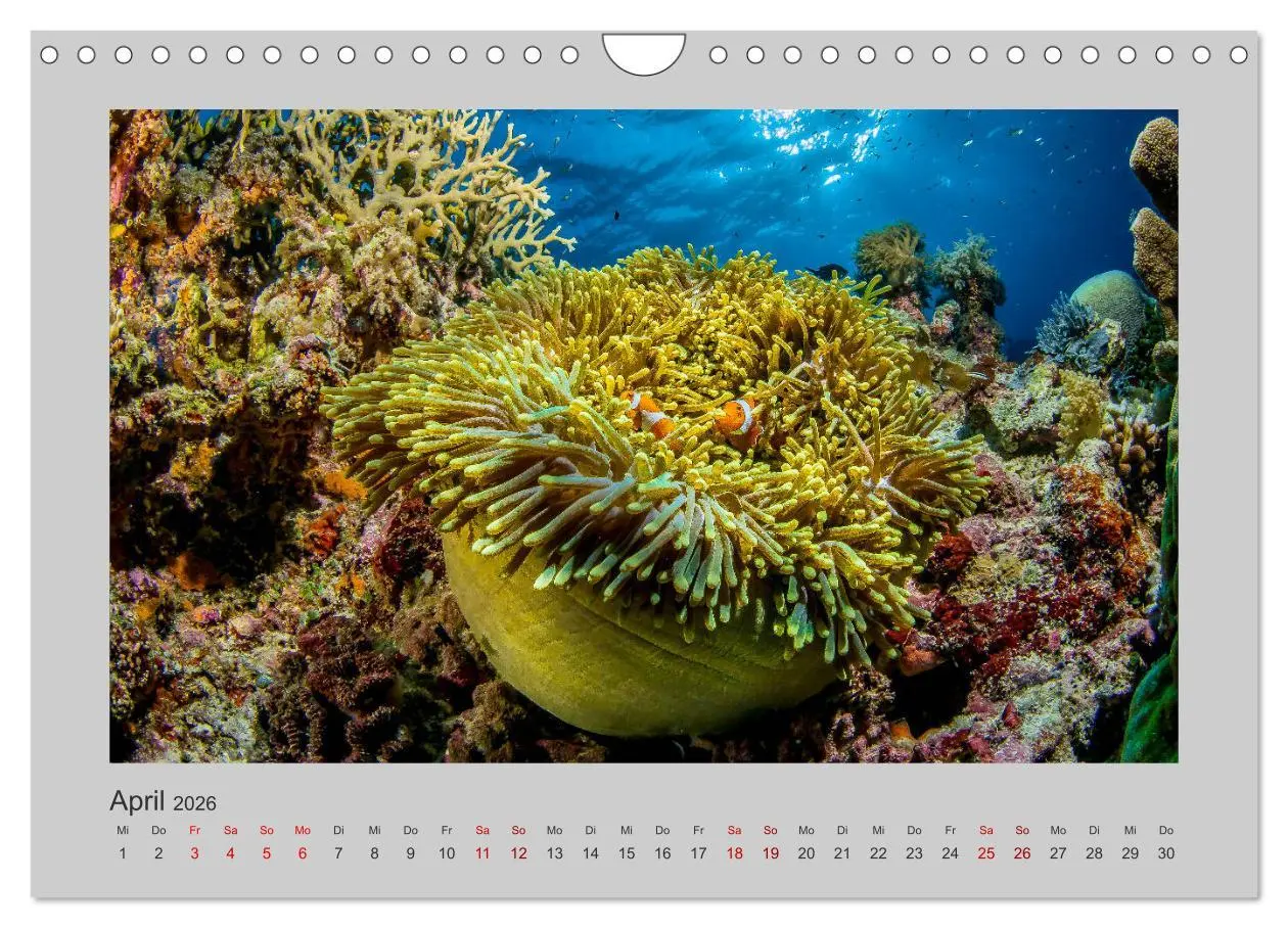Bild: 9783457840191 | Korallen-Riffe Taucherträume (Wandkalender 2026 DIN A4 quer),...