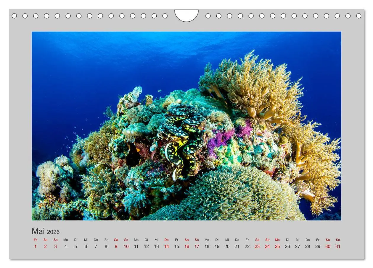 Bild: 9783457840191 | Korallen-Riffe Taucherträume (Wandkalender 2026 DIN A4 quer),...