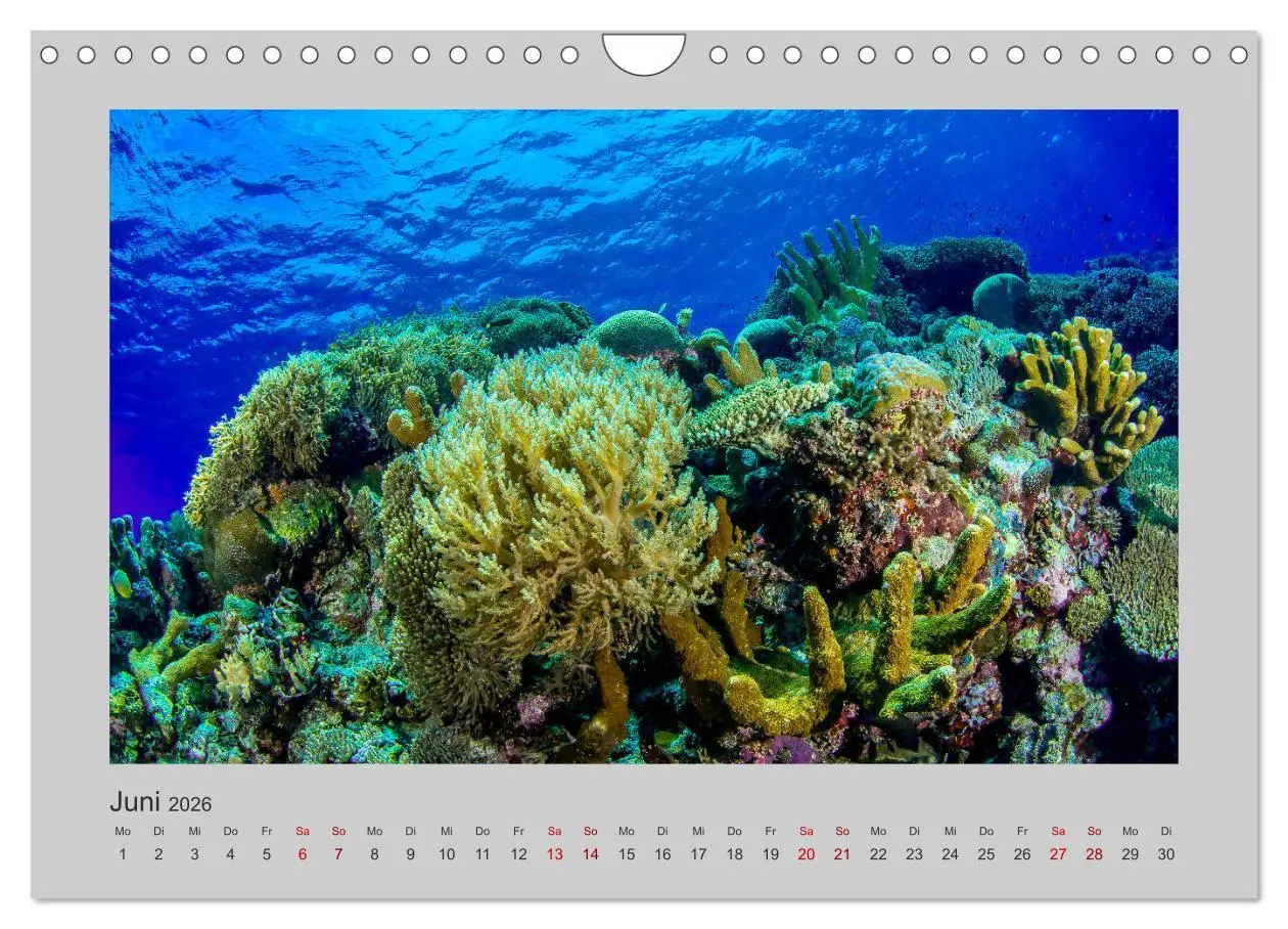 Bild: 9783457840191 | Korallen-Riffe Taucherträume (Wandkalender 2026 DIN A4 quer),...