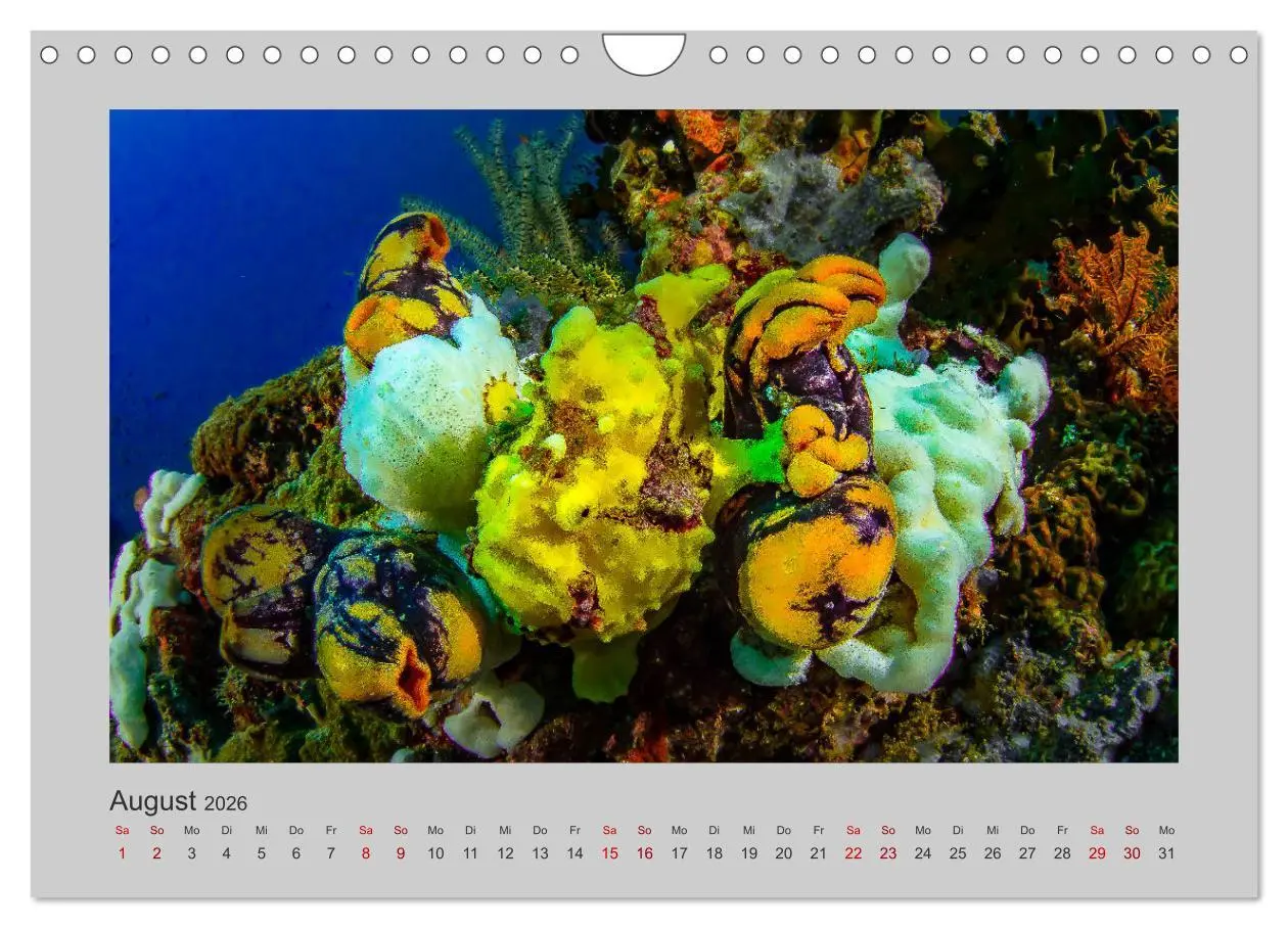 Bild: 9783457840191 | Korallen-Riffe Taucherträume (Wandkalender 2026 DIN A4 quer),...