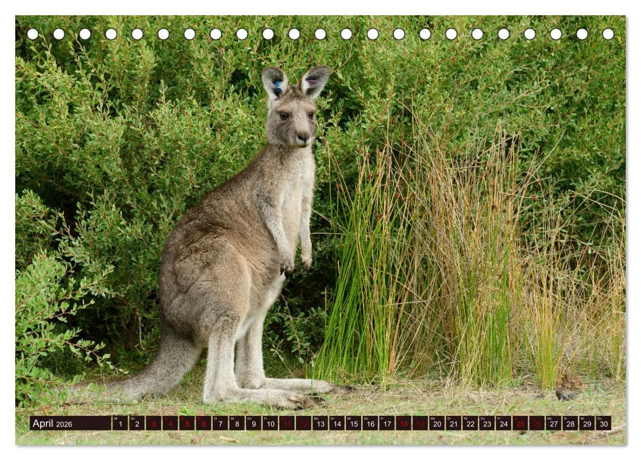 Bild: 9783457380291 | Traumpfade Australien (Tischkalender 2026 DIN A5 quer), CALVENDO...