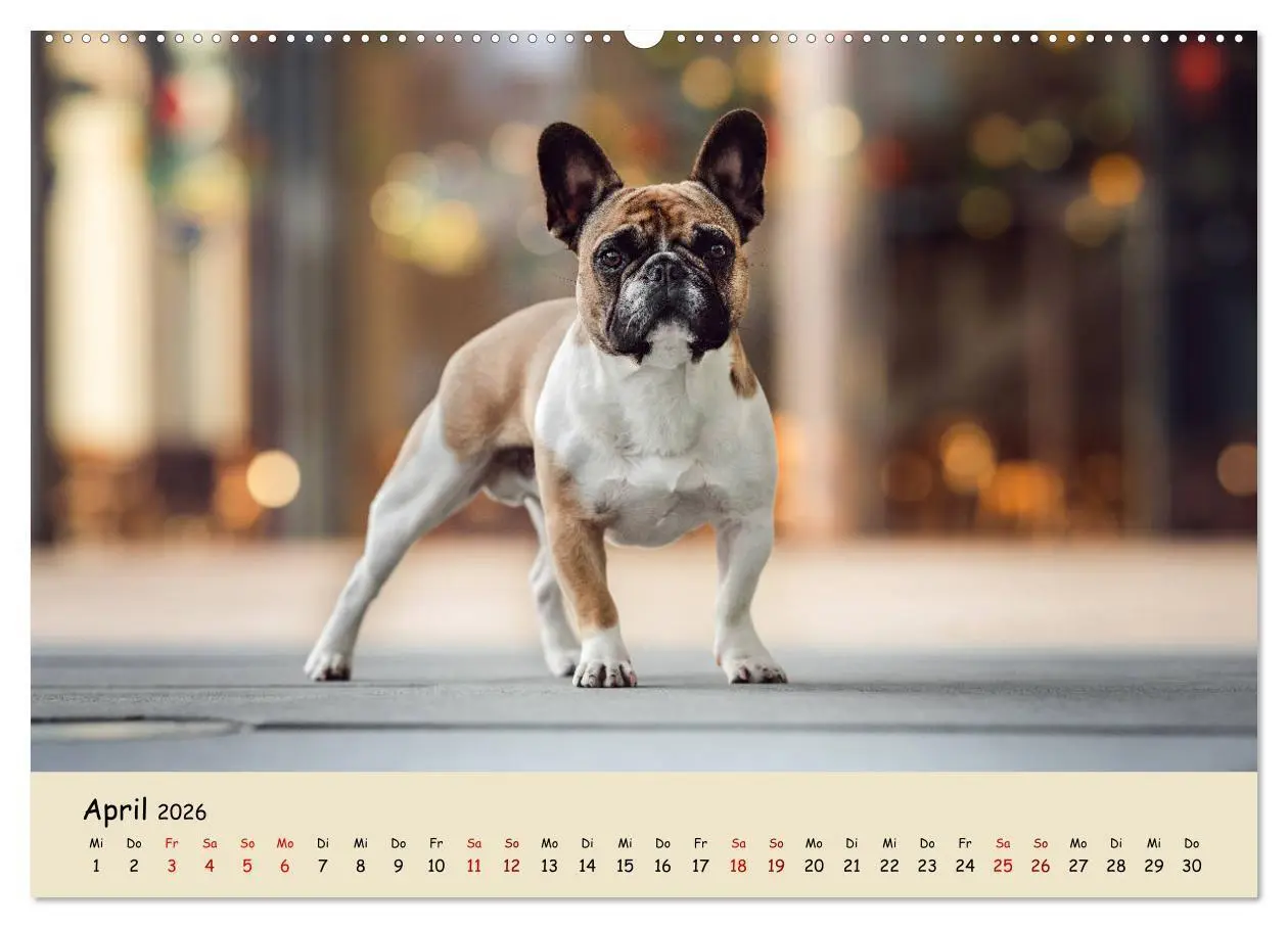 Bild: 9783457690291 | Französische Bulldogge - Clowns auf vier Pfoten (hochwertiger...
