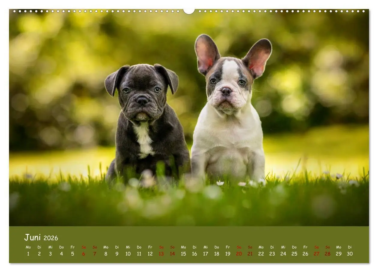 Bild: 9783457690291 | Französische Bulldogge - Clowns auf vier Pfoten (hochwertiger...