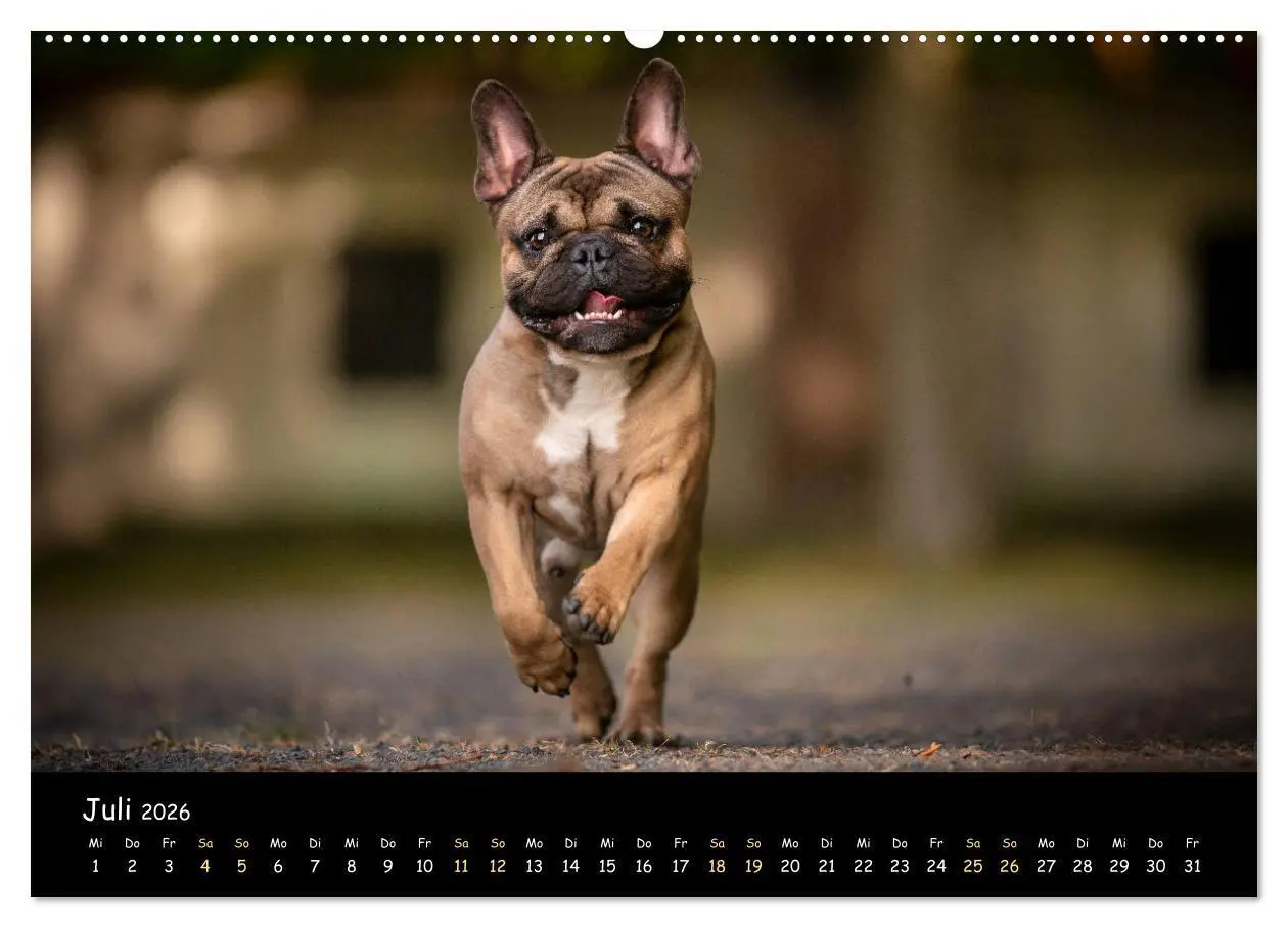 Bild: 9783457690291 | Französische Bulldogge - Clowns auf vier Pfoten (hochwertiger...