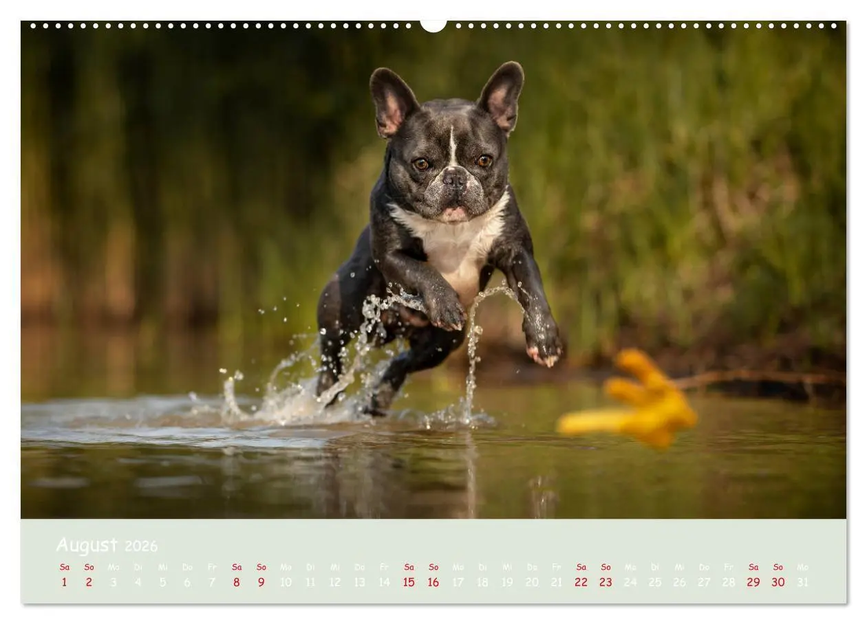 Bild: 9783457690291 | Französische Bulldogge - Clowns auf vier Pfoten (hochwertiger...
