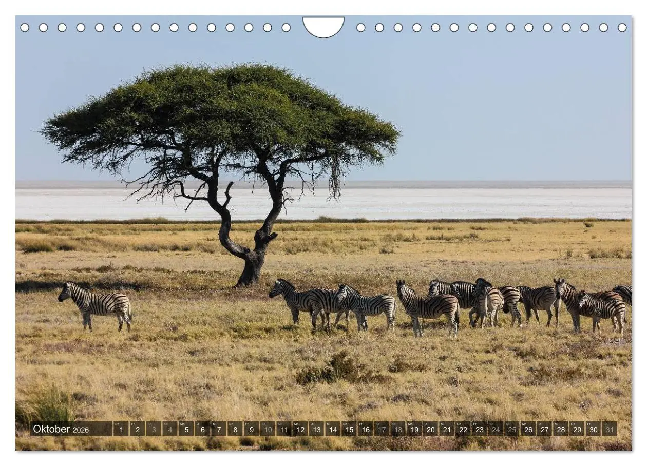 Bild: 9783516160291 | Wildes Namibia (Wandkalender 2026 DIN A4 quer), CALVENDO...