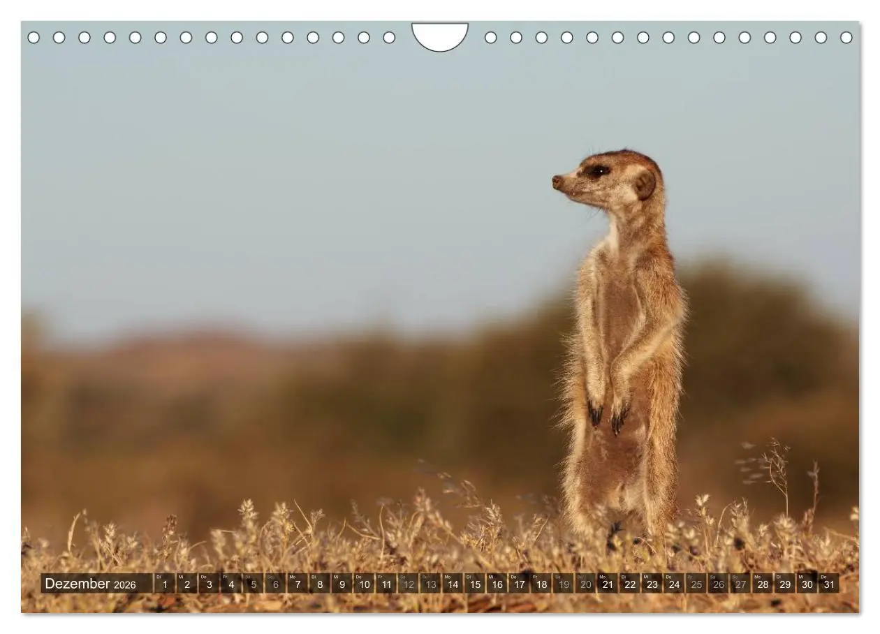 Bild: 9783516160291 | Wildes Namibia (Wandkalender 2026 DIN A4 quer), CALVENDO...