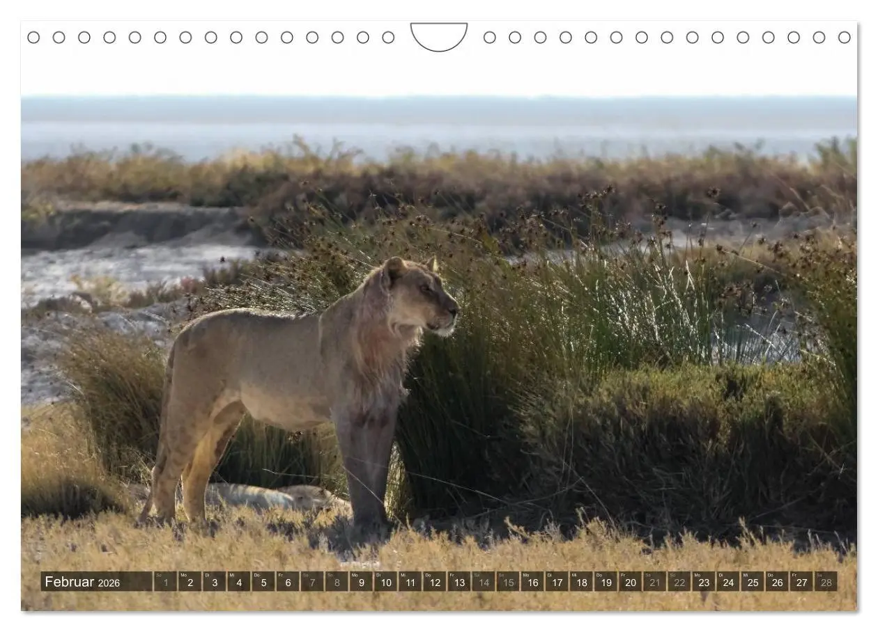 Bild: 9783516160291 | Wildes Namibia (Wandkalender 2026 DIN A4 quer), CALVENDO...