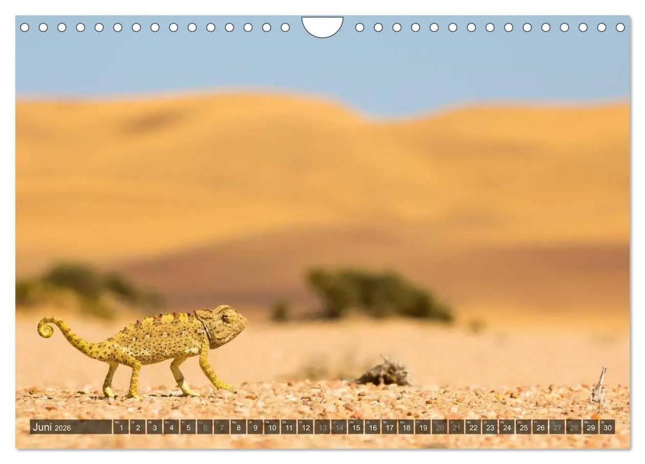 Bild: 9783516160291 | Wildes Namibia (Wandkalender 2026 DIN A4 quer), CALVENDO...