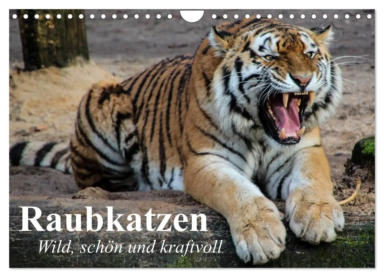 Cover: 9783594140291 | Raubkatzen. Wild, schön und kraftvoll (Wandkalender 2027 DIN A4...