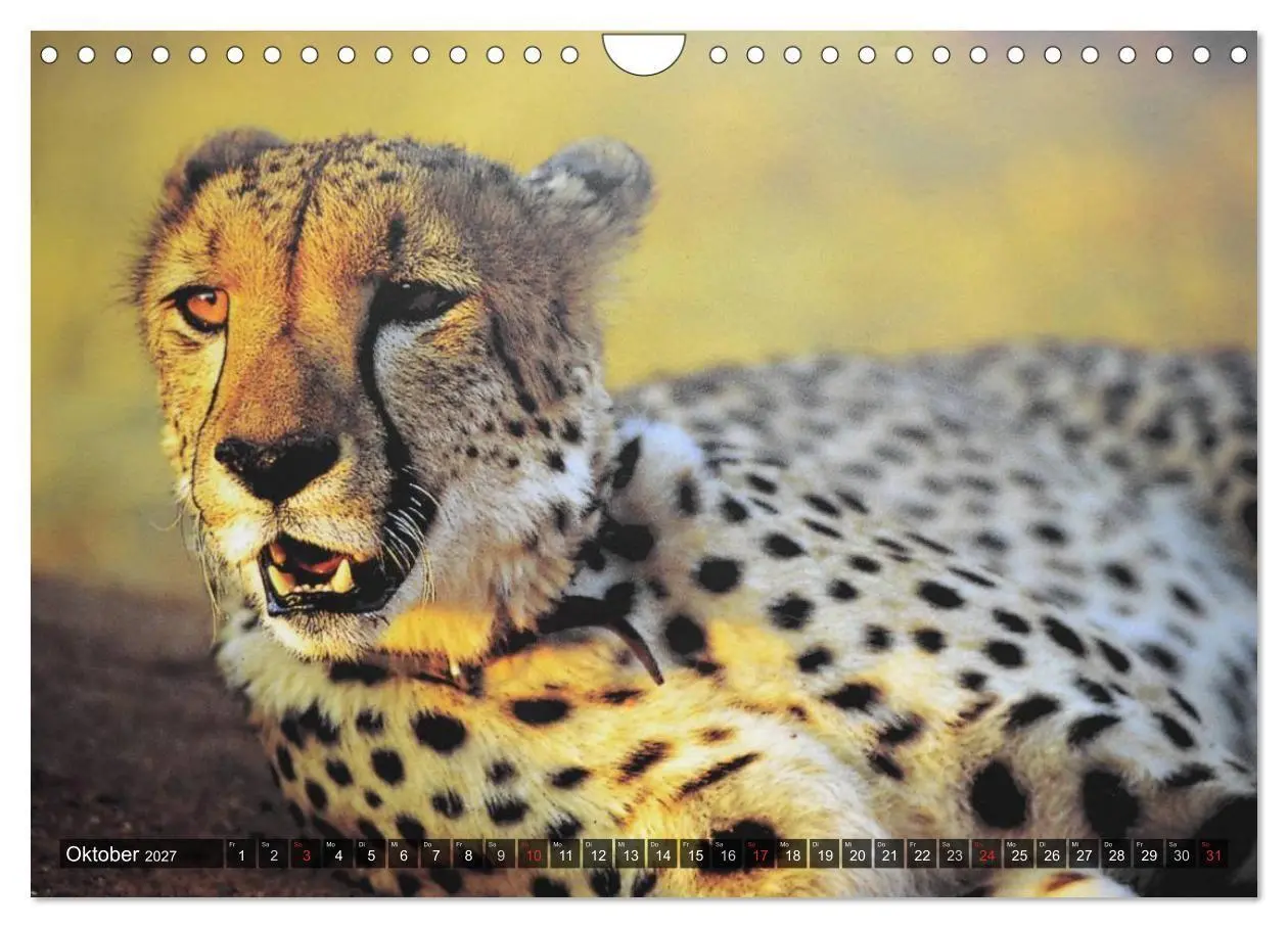 Bild: 9783594140291 | Raubkatzen. Wild, schön und kraftvoll (Wandkalender 2027 DIN A4...