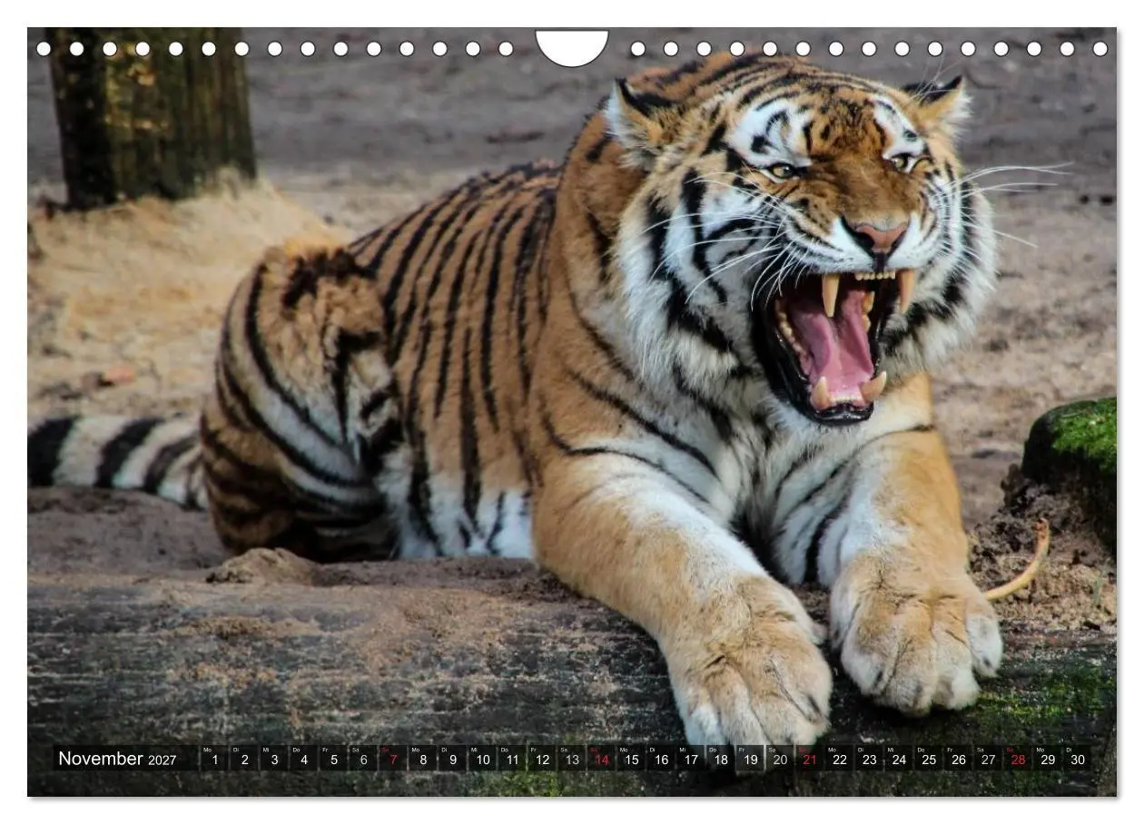 Bild: 9783594140291 | Raubkatzen. Wild, schön und kraftvoll (Wandkalender 2027 DIN A4...