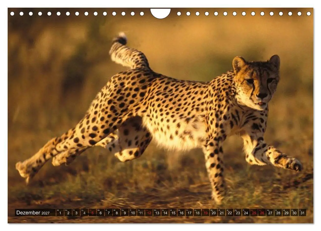 Bild: 9783594140291 | Raubkatzen. Wild, schön und kraftvoll (Wandkalender 2027 DIN A4...