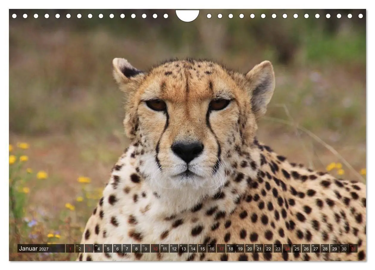 Bild: 9783594140291 | Raubkatzen. Wild, schön und kraftvoll (Wandkalender 2027 DIN A4...