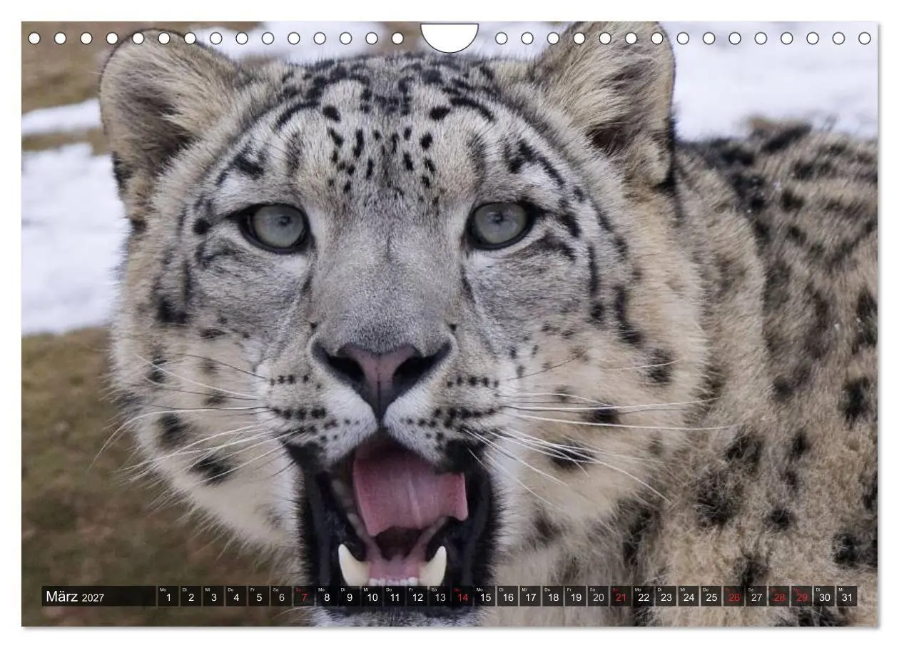 Bild: 9783594140291 | Raubkatzen. Wild, schön und kraftvoll (Wandkalender 2027 DIN A4...