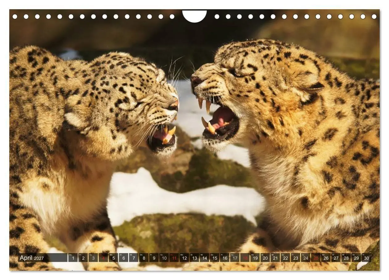 Bild: 9783594140291 | Raubkatzen. Wild, schön und kraftvoll (Wandkalender 2027 DIN A4...