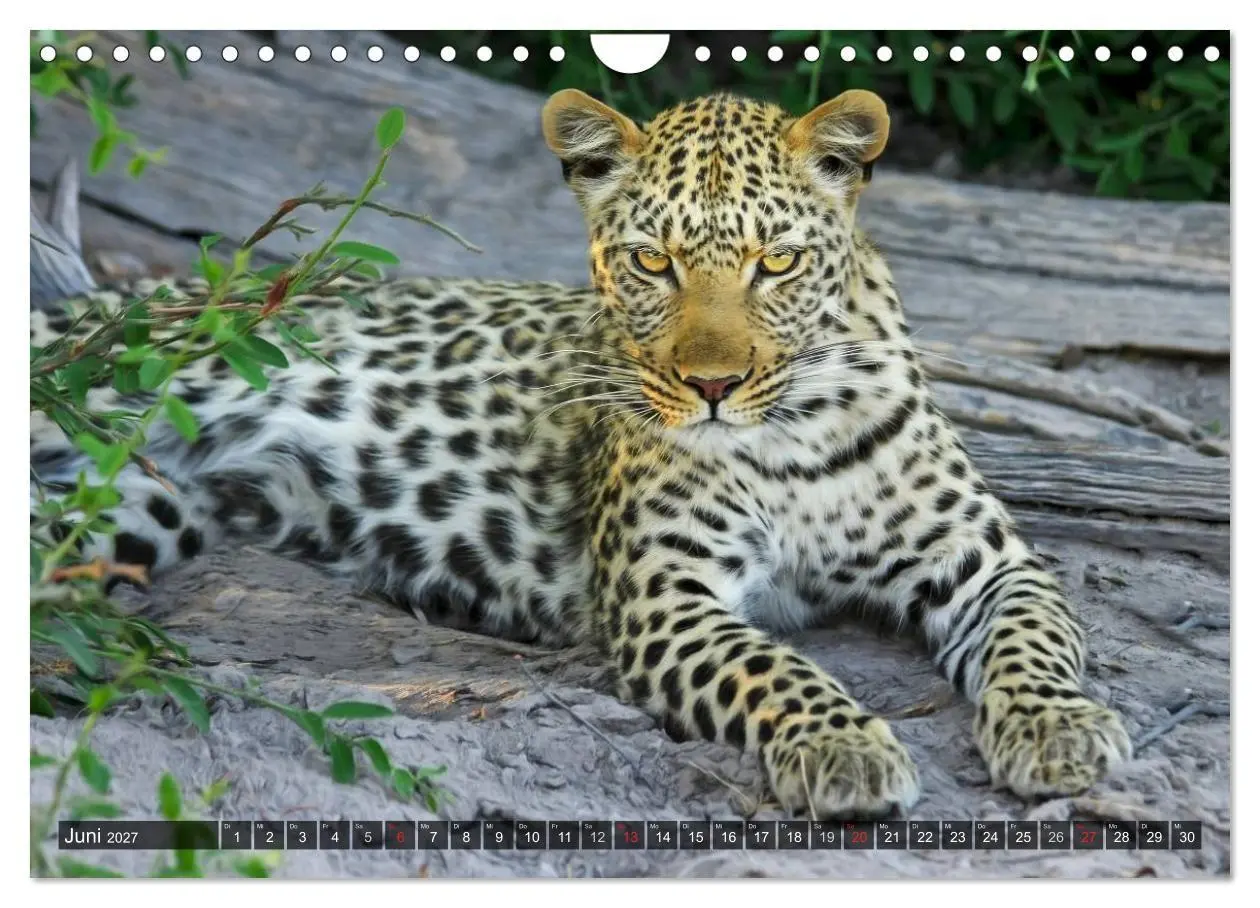 Bild: 9783594140291 | Raubkatzen. Wild, schön und kraftvoll (Wandkalender 2027 DIN A4...
