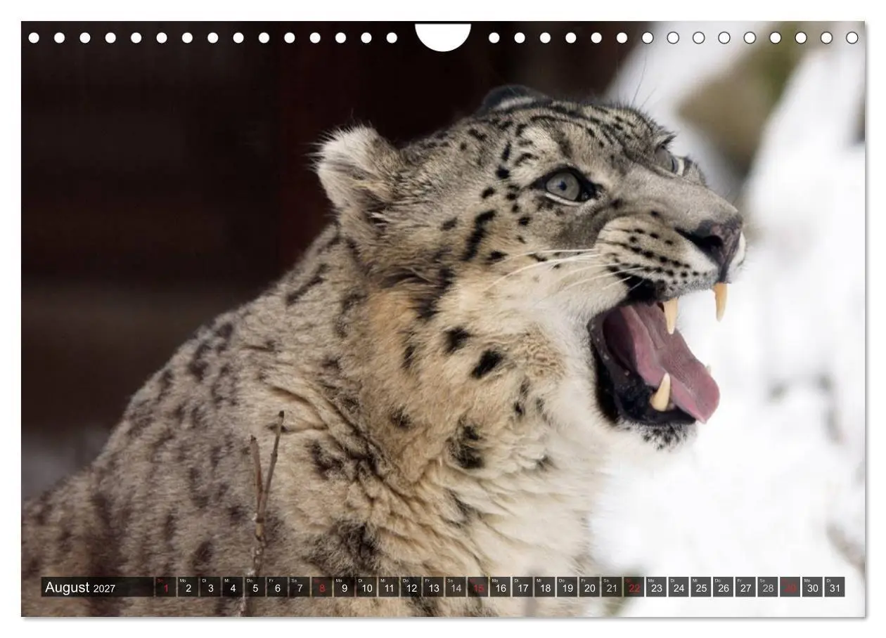 Bild: 9783594140291 | Raubkatzen. Wild, schön und kraftvoll (Wandkalender 2027 DIN A4...