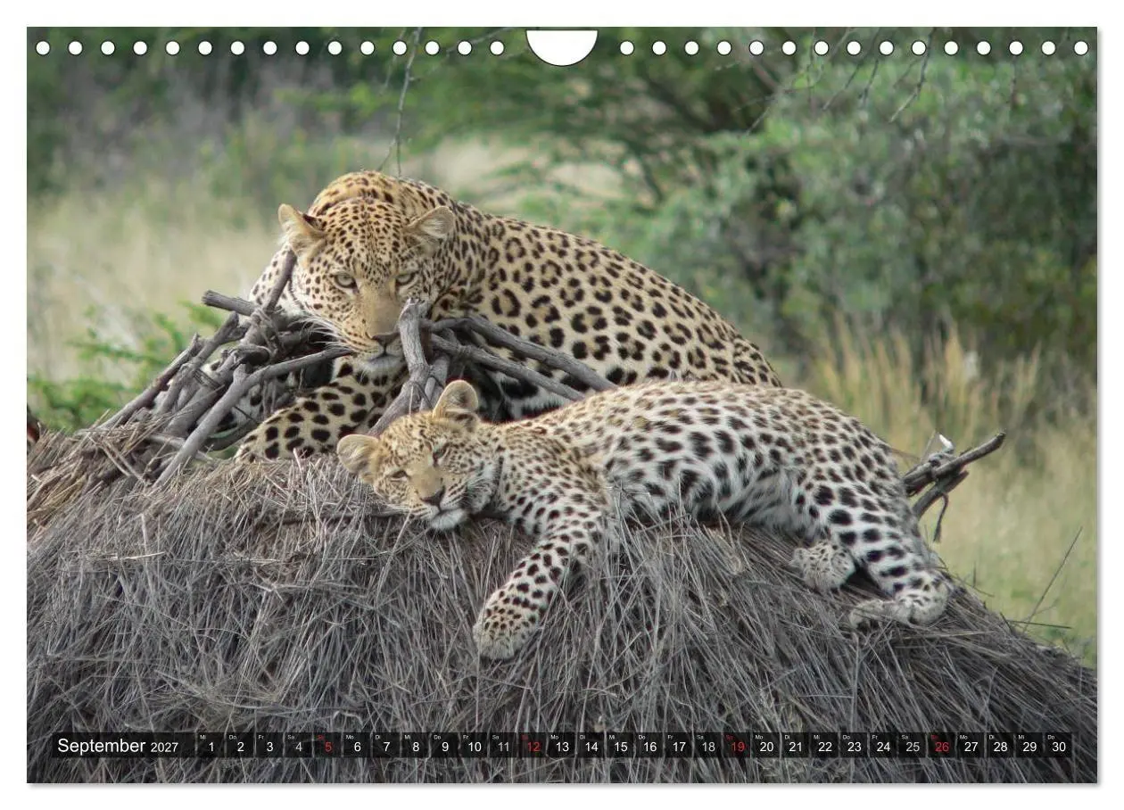 Bild: 9783594140291 | Raubkatzen. Wild, schön und kraftvoll (Wandkalender 2027 DIN A4...