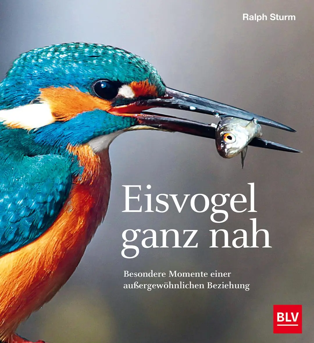 Cover: 9783967470291 | Eisvogel ganz nah | Ralph Sturm | Buch | 112 S. | Deutsch | 2021 | BLV