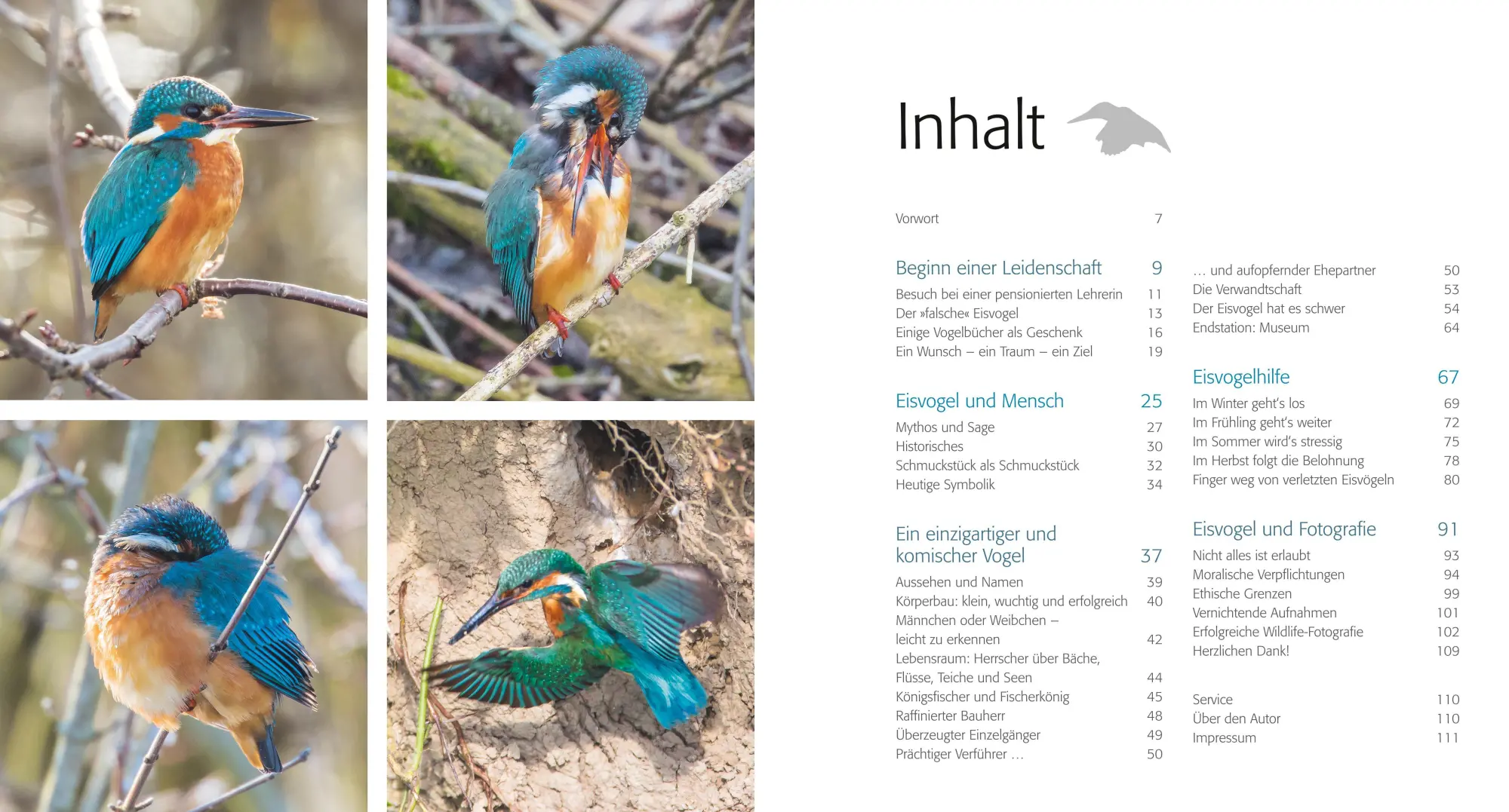 Bild: 9783967470291 | Eisvogel ganz nah | Ralph Sturm | Buch | 112 S. | Deutsch | 2021 | BLV