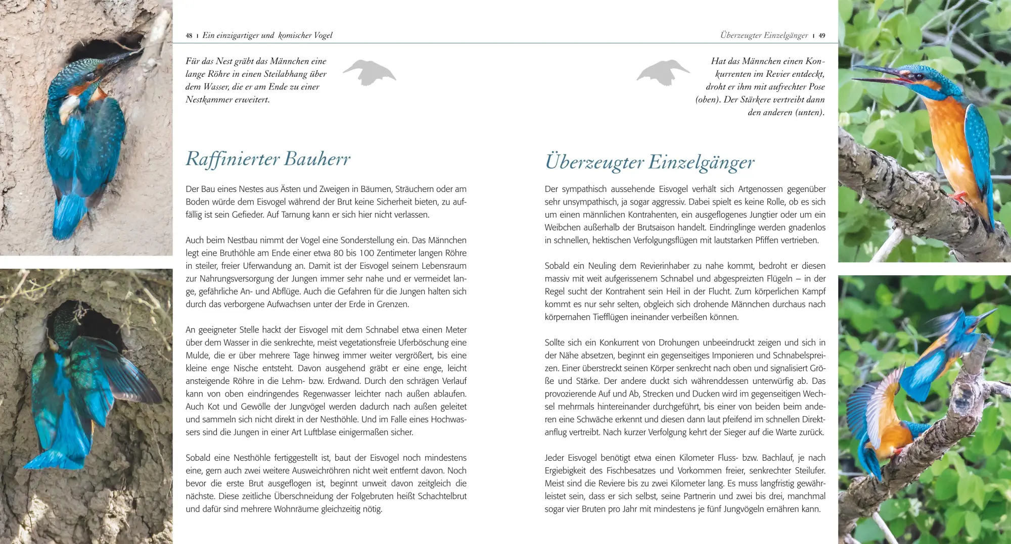 Bild: 9783967470291 | Eisvogel ganz nah | Ralph Sturm | Buch | 112 S. | Deutsch | 2021 | BLV